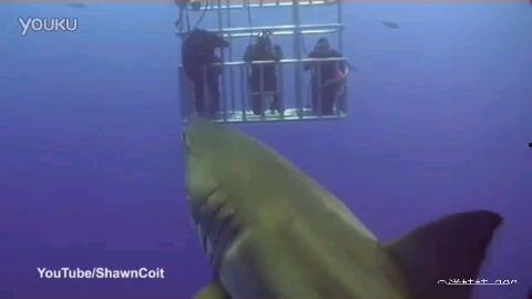 鯊魚視頻爆料,揭秘娛樂圈幕后真相