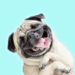 巴哥全新爆料視頻,獨(dú)家內(nèi)幕大公開！